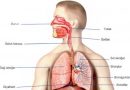 6. Sınıf ÜNİTE 2 VÜCUDUMUZDAKİ SİSTEMLER Ders notları